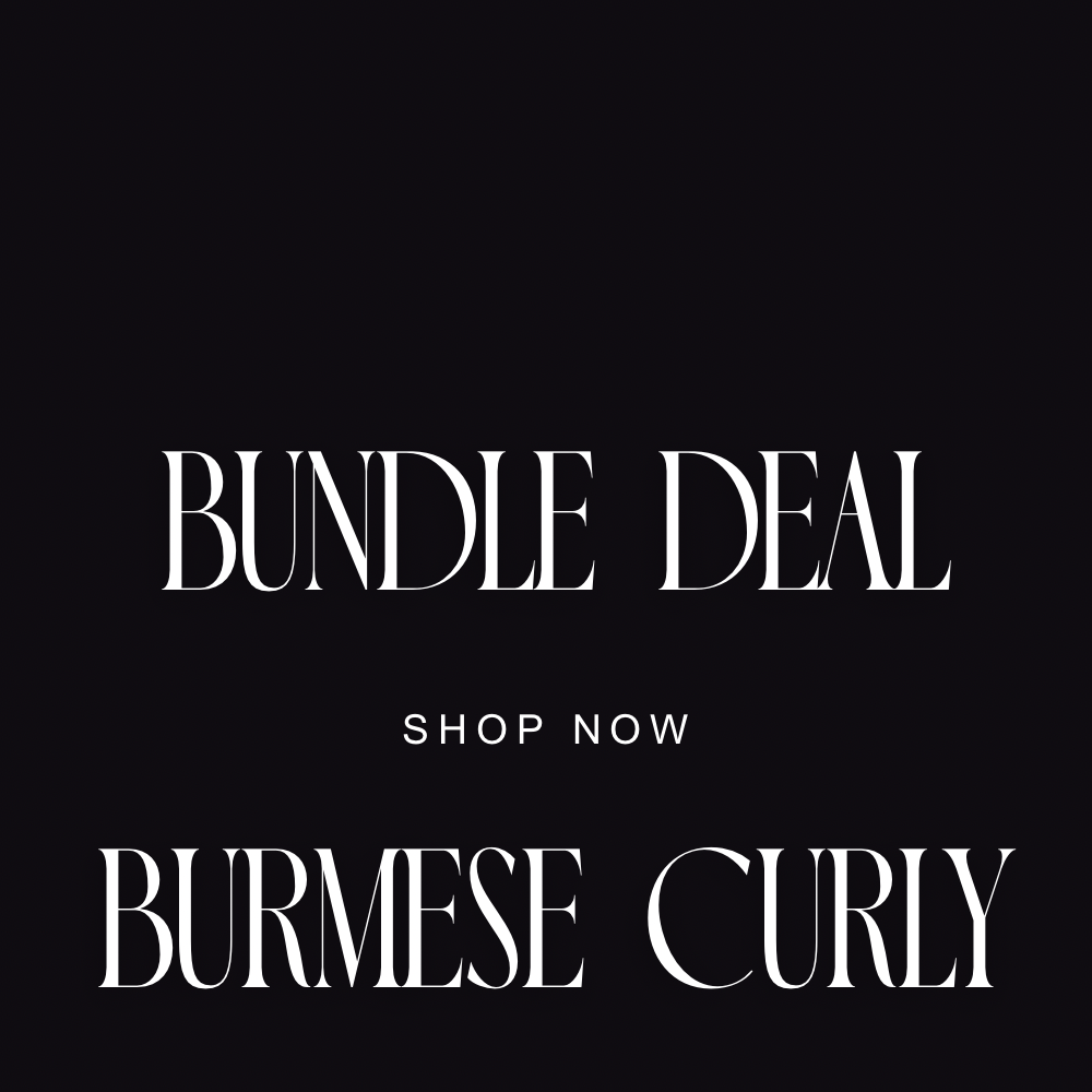Burmese Curly Bundle Deals
